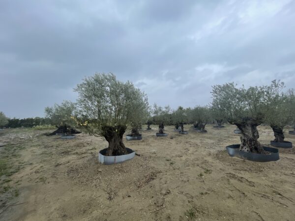 スペインオリーブ古木